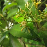 Aspidosperma olivaceum (9)