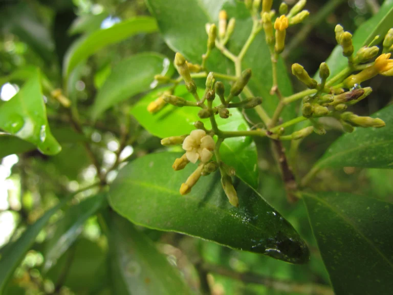Aspidosperma olivaceum (9)