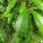 Aspidosperma olivaceum (6)