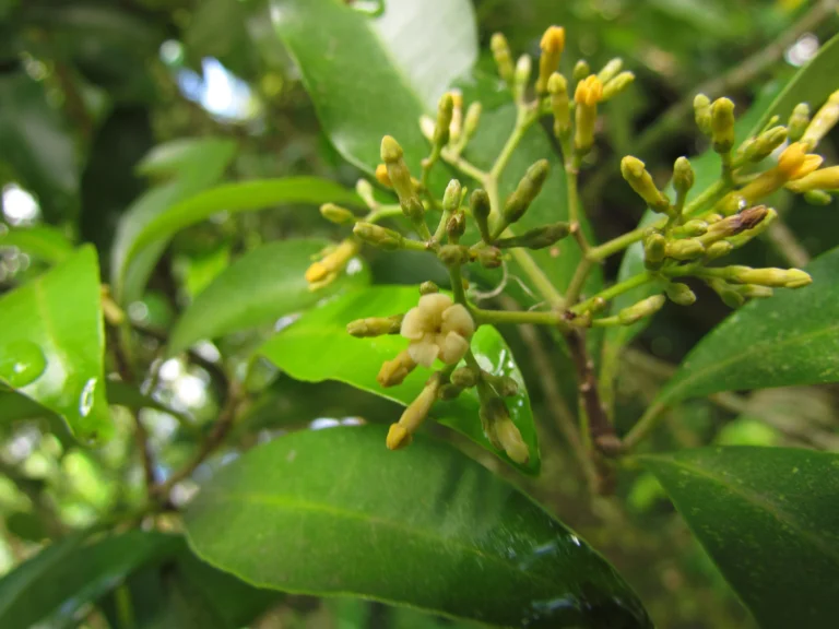 Aspidosperma olivaceum (7)