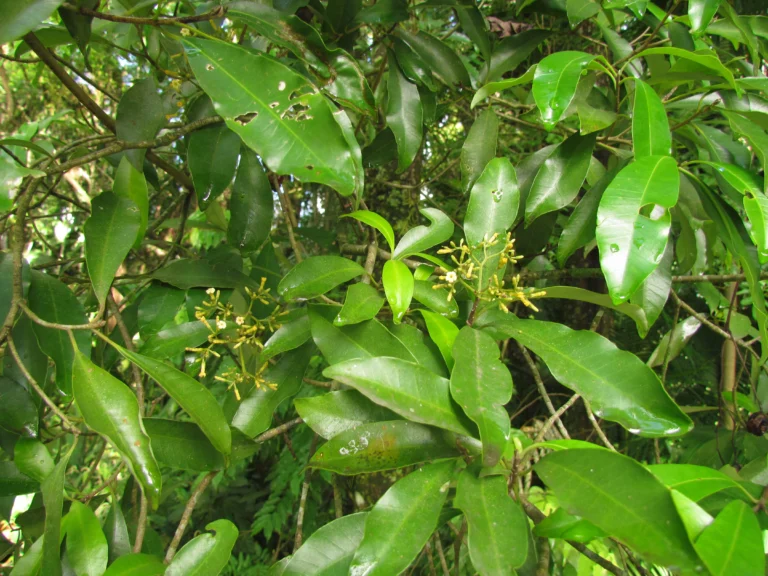 Aspidosperma olivaceum (5)