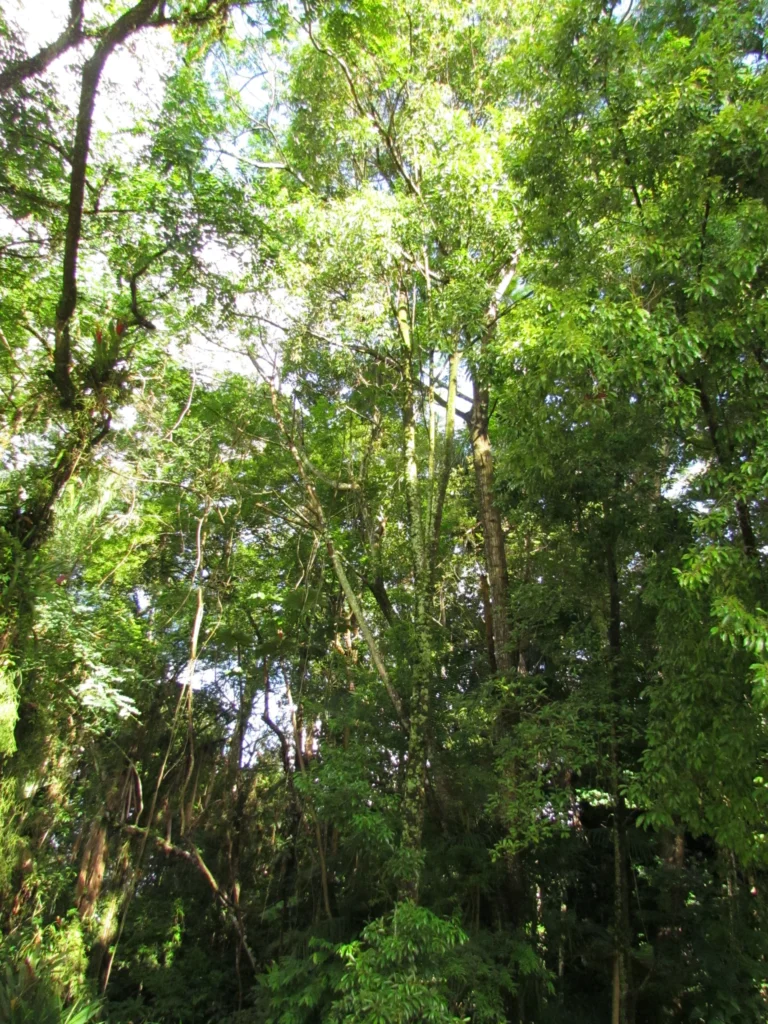 Aspidosperma olivaceum (4)