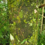 Aspidosperma olivaceum (2)