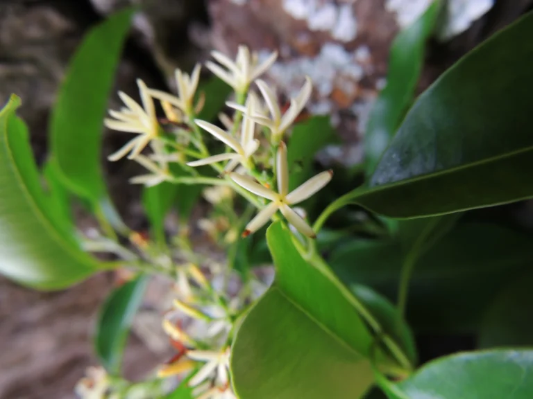 Aspidosperma cylindrocarpon (17)