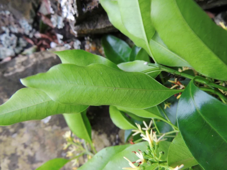 Aspidosperma cylindrocarpon (11)