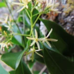 Aspidosperma cylindrocarpon (9)