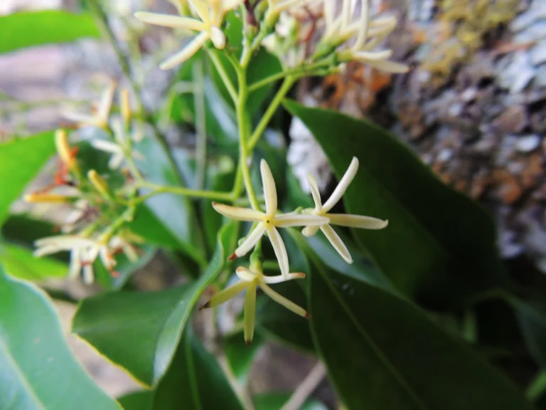 Aspidosperma cylindrocarpon (9)
