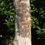 Aspidosperma camporum (16)