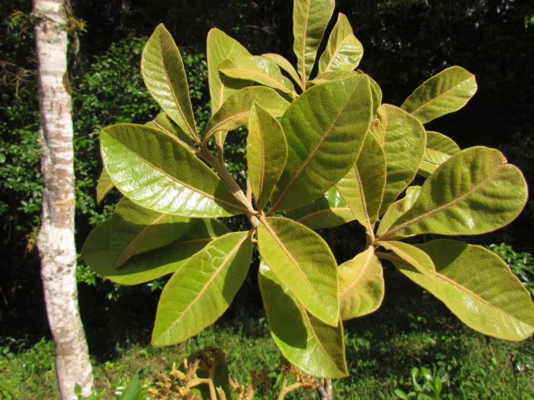 Aspidosperma camporum (11)