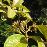 Aspidosperma camporum (7)