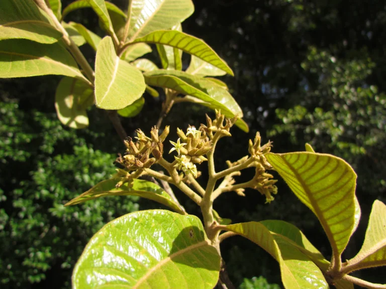 Aspidosperma camporum (7)