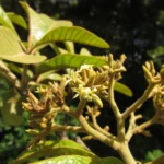 Aspidosperma camporum (8)