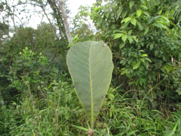 Aspidosperma camporum (6)