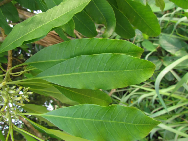 Aspidosperma australe (10)