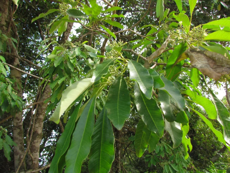 Aspidosperma australe (5)