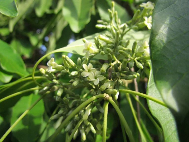 Aspidosperma australe (1)