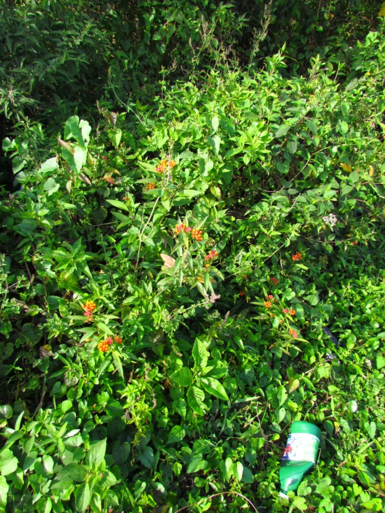Asclepias curassavica (15)