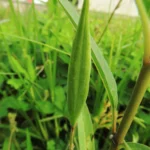 Asclepias curassavica (14)