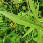 Asclepias curassavica (1)
