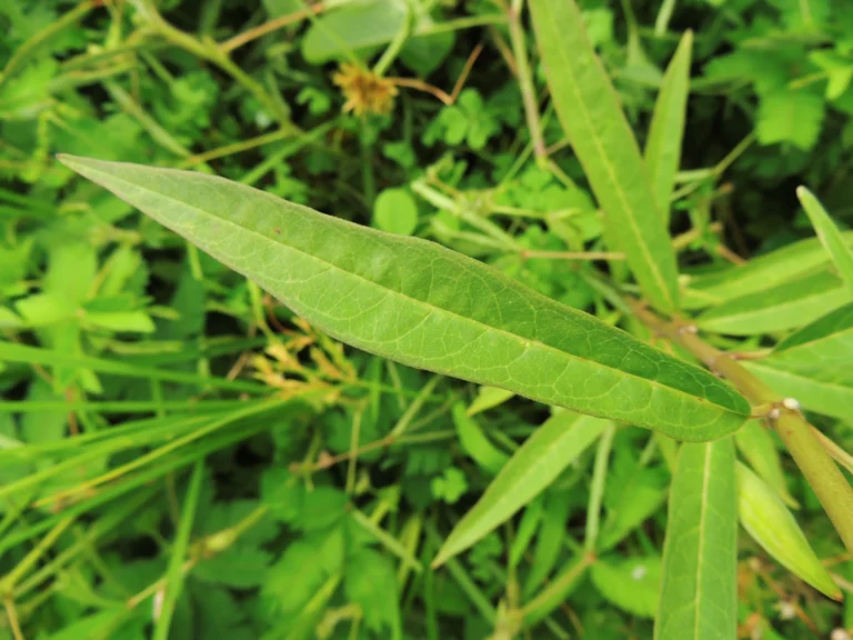 Asclepias curassavica (1)