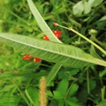 Asclepias curassavica (3)