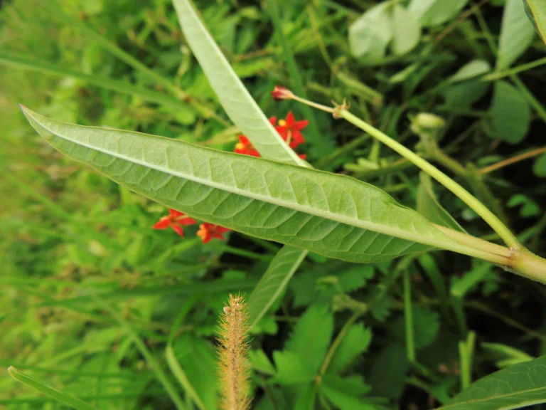 Asclepias curassavica (3)