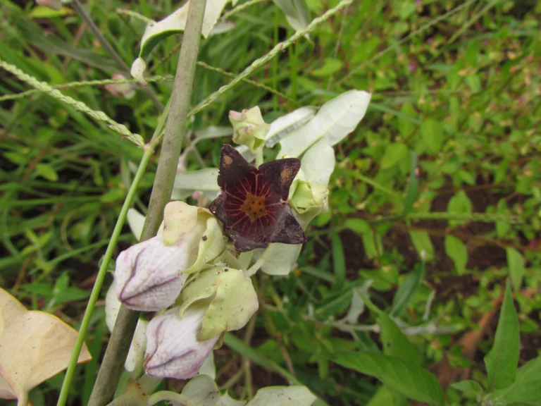 Araujia sericifera (15)