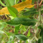 Araujia sericifera (12)