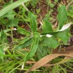 Araujia sericifera (11)