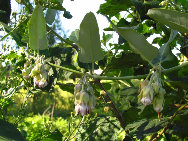 Araujia sericifera (6)