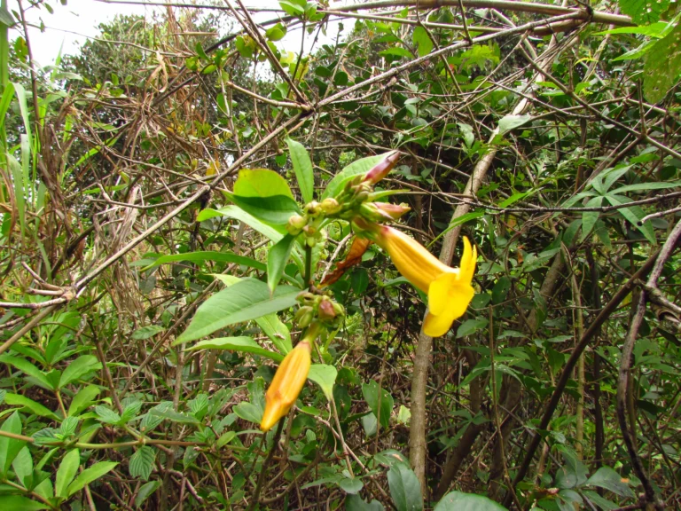 Allamanda schottii (12)