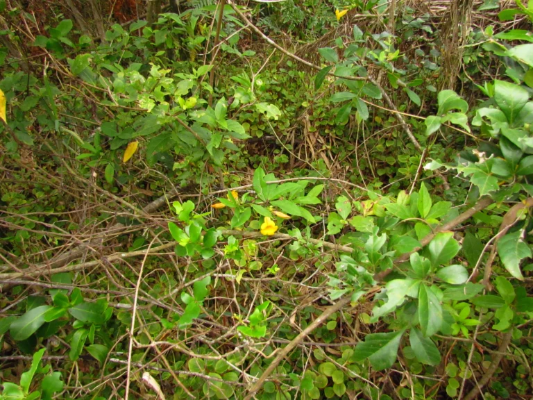 Allamanda schottii (10)