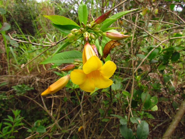 Allamanda schottii (11)