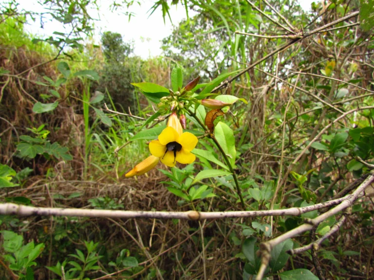 Allamanda schottii (7)