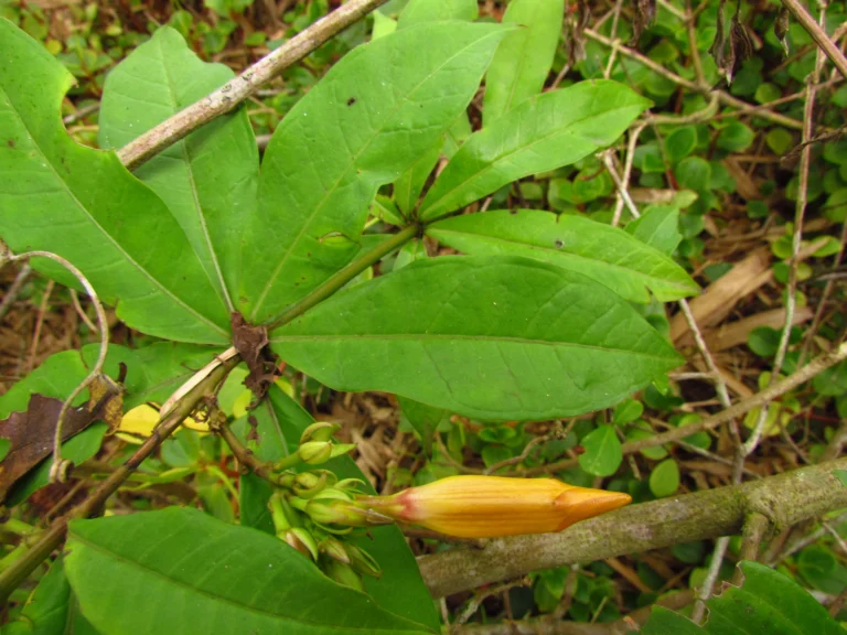 Allamanda schottii (6)