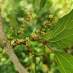 IMG_20251105_131315