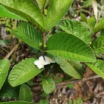IMG_20251105_084853