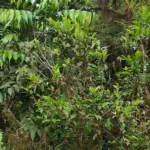 IMG_20251105_080308