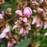 IMG_20251105_074950