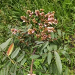 IMG_20251105_074749_1