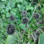 IMG_20251104_174215