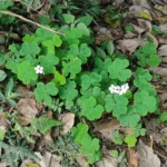 IMG_20251104_135936