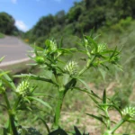 Xanxere, estrada para Xavantina (269)