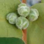 CM190629-101825004