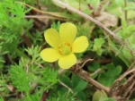 Oxalis tenerrima (2)