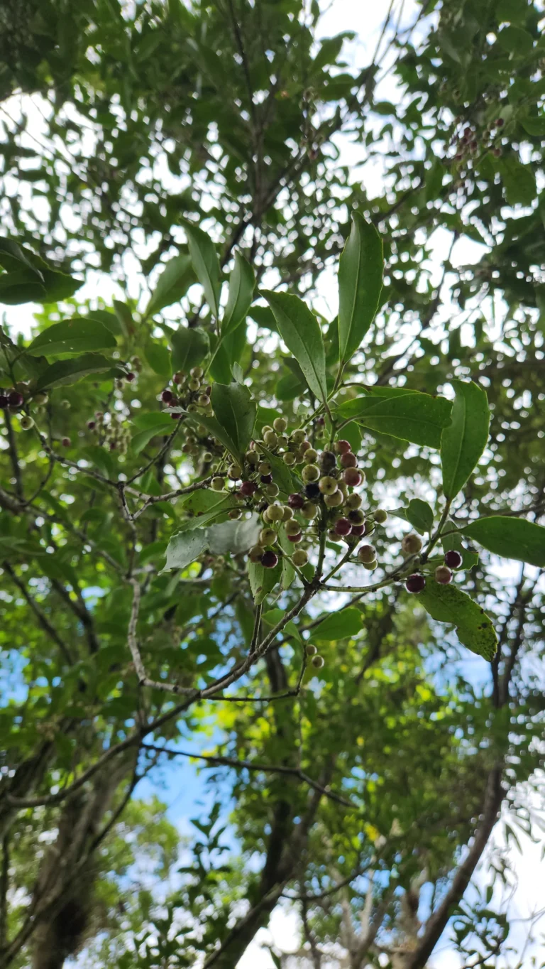 Ilex paraguariensis