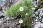 Hysterionica pinnatisecta (1)