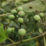 IMG_20251126_103021