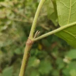 IMG_20251126_102905