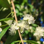 IMG_20251219_071123
